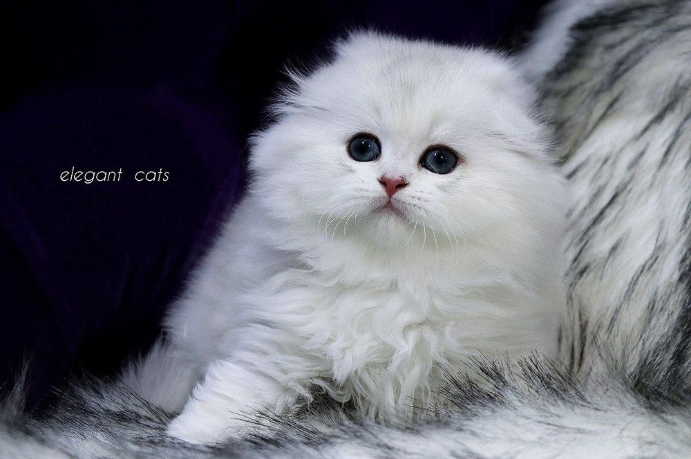 Британские Шотландские Серебристые поинт шиншиллы