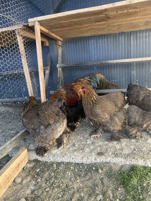 Vand pui brahma potarnichiu