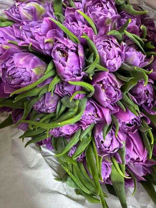 Премиальные тюльпаны