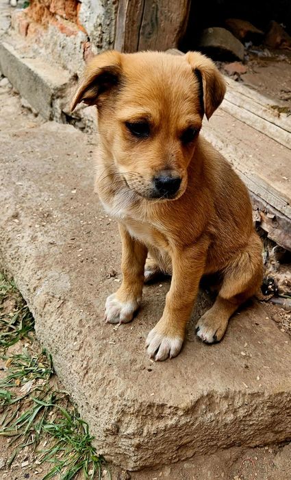 Catelus pentru adoptie si transport PH