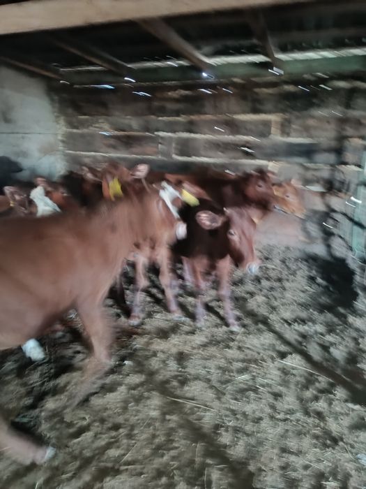продам 10 голов тёлочек