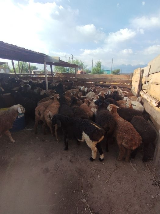 Бараны Баран г Алматы