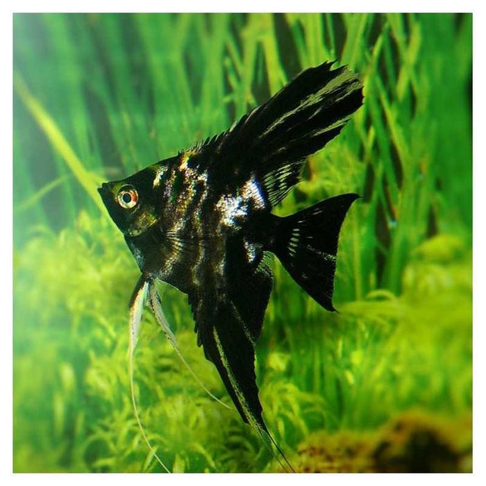 Аквариумная рыбка-Скалярия