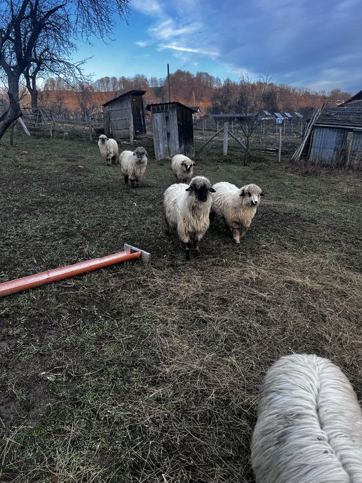 Vând oi in Arges