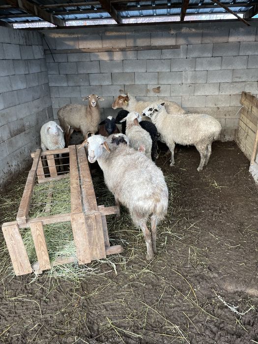 Кой баран козылы кой