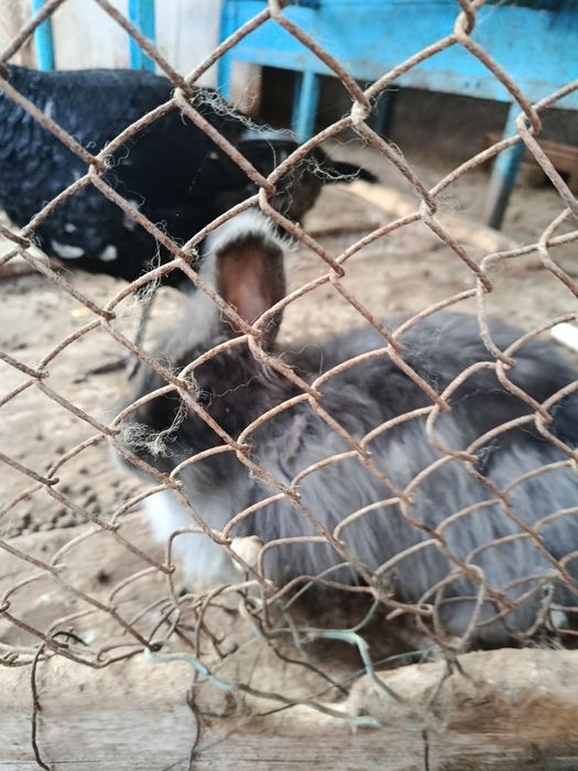 Карликовый баран кролики