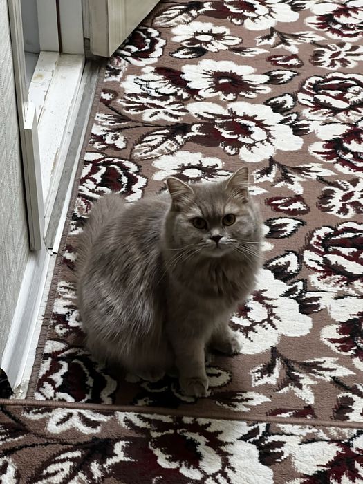 Хайленд фолд сотилади