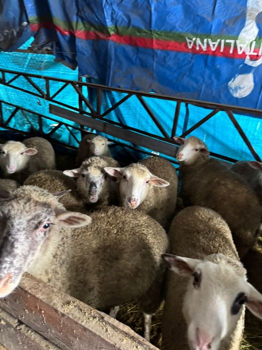 Бараны матки породистые