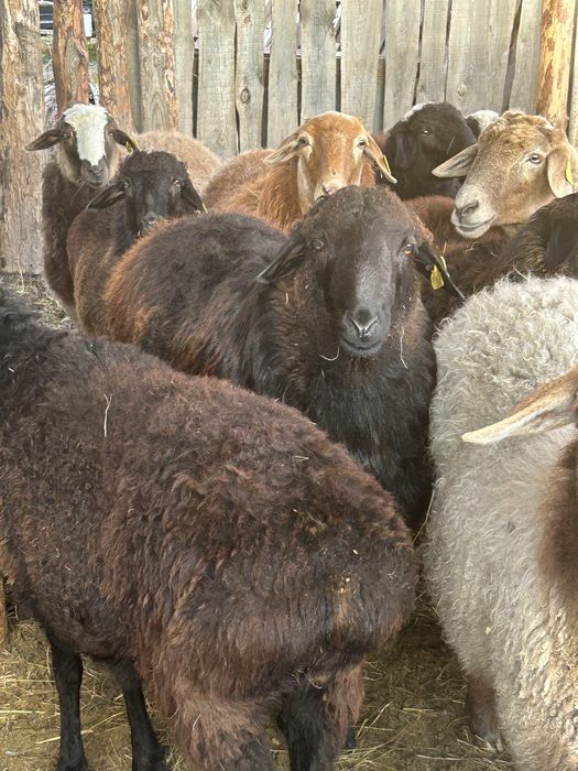 Қошқар 11 месяцев