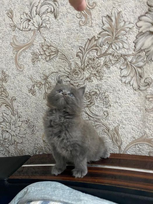 Продаётся котёнок мейн-кун