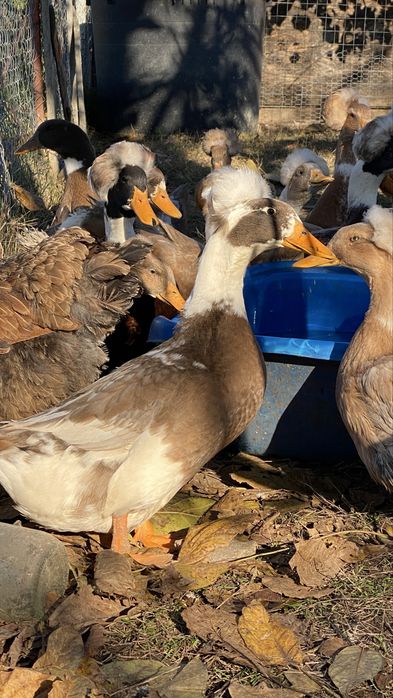 Rate motate ………….