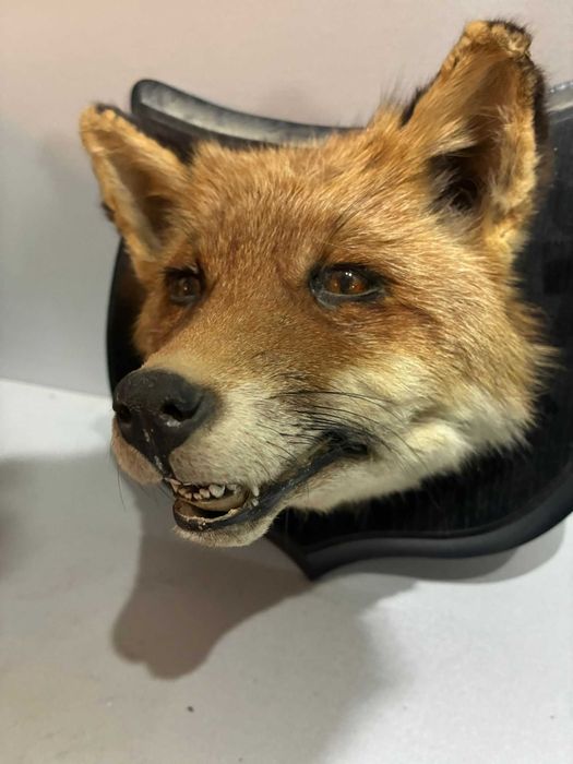 Animale inpaiate ,taxidermie