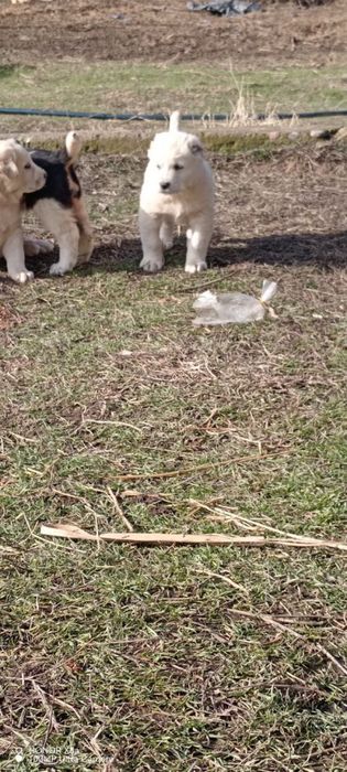 Еркаги 250$ Ургочиси 150$