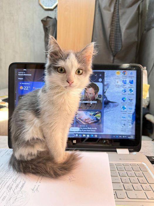 Отдам котика в добрые руки