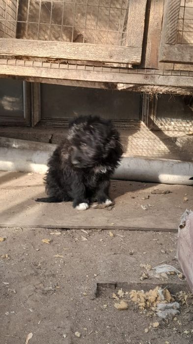 Дарю щенят!       .