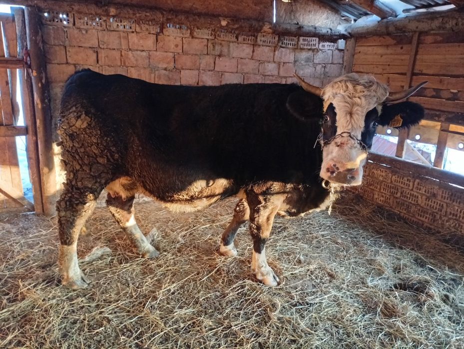 Vând vaca de 5 ani gestanta in 7 luni