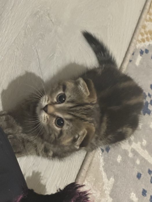 Котенок сатылады. 2 ай мальчик