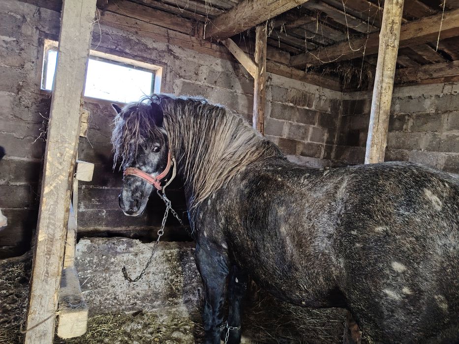 Vand mânz 3 ani jumate