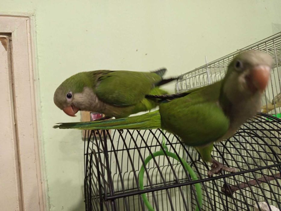 Монах-ръчно хранен