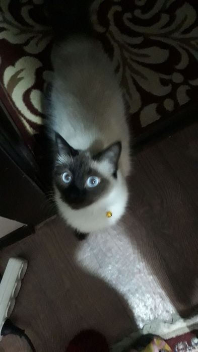 Siamskiy mushuk sotiladi