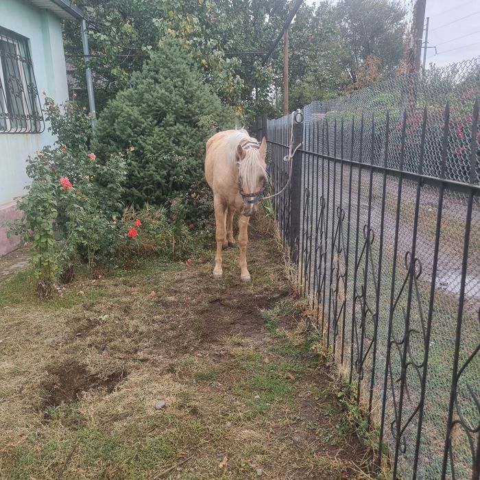 Спартак жеребчик ,4 года продаётся