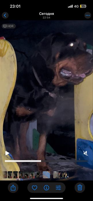 Парода радвиллер чисто