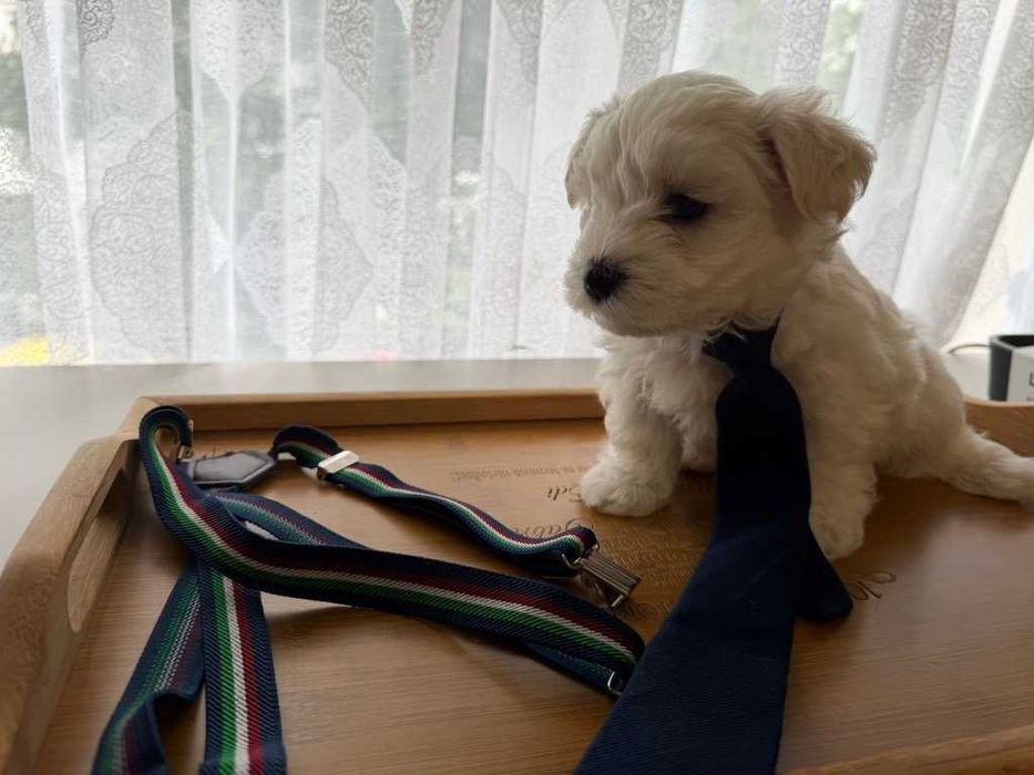 Pui bichon maltez - baiat