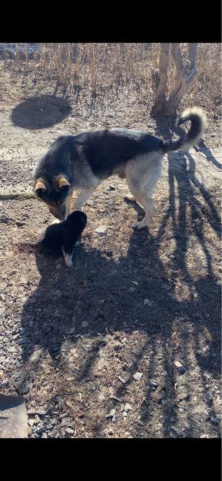 Восточно Европейская Овчарка