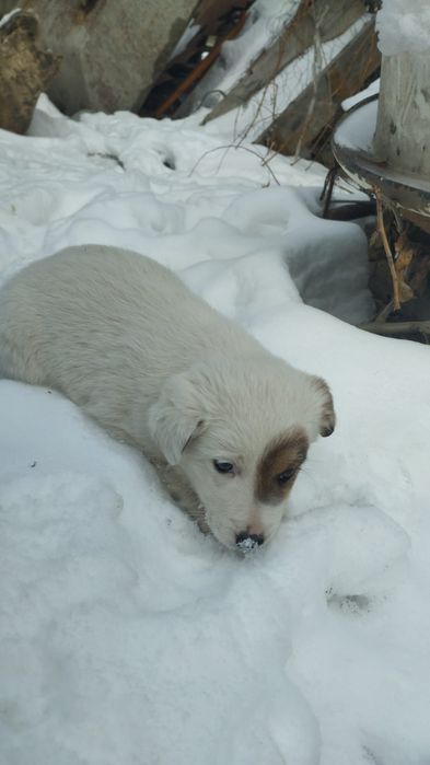 Бордер Колли  щенки