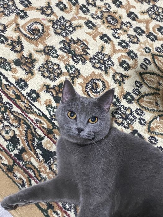 Британская пушистая кошка