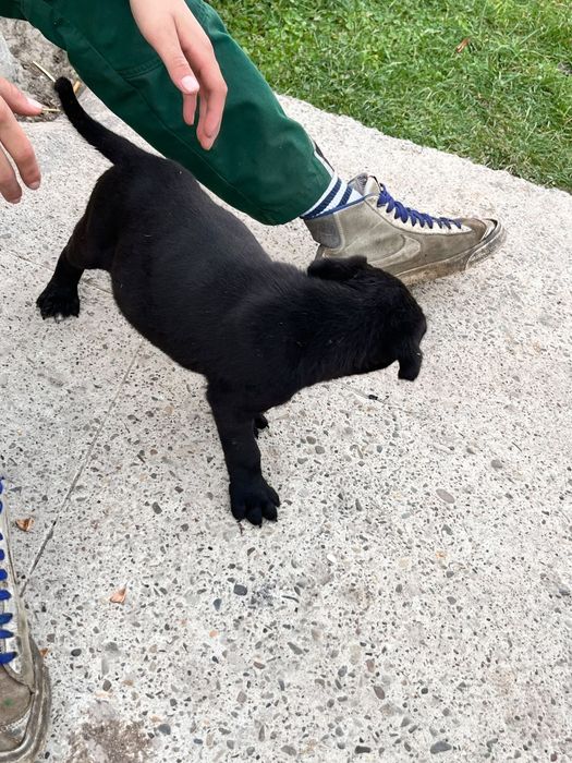 Pui cane corso de vânzare