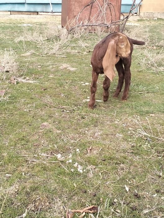 Продается козлёнок 50%камори, 50% битал !