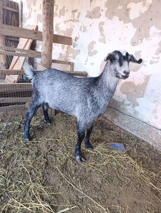Токал ешкы, продам козу