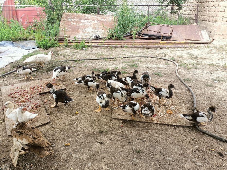 Индаутканың балапандары сатылады
