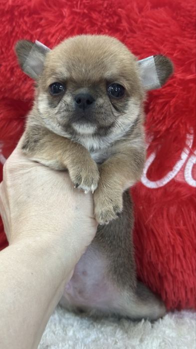 Очаровательные кукольные чихуахуа кобби