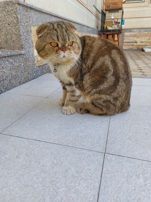 Foll mushik 2yosh 7oylik