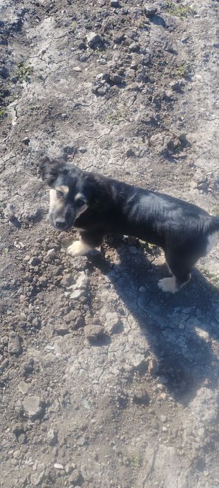 Подарявам кученце