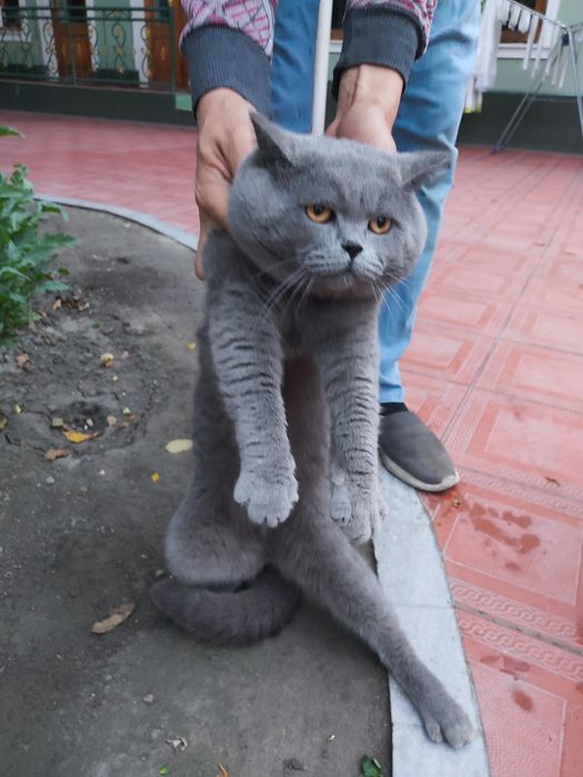 Seriy Britan Viyaska (qushishga)