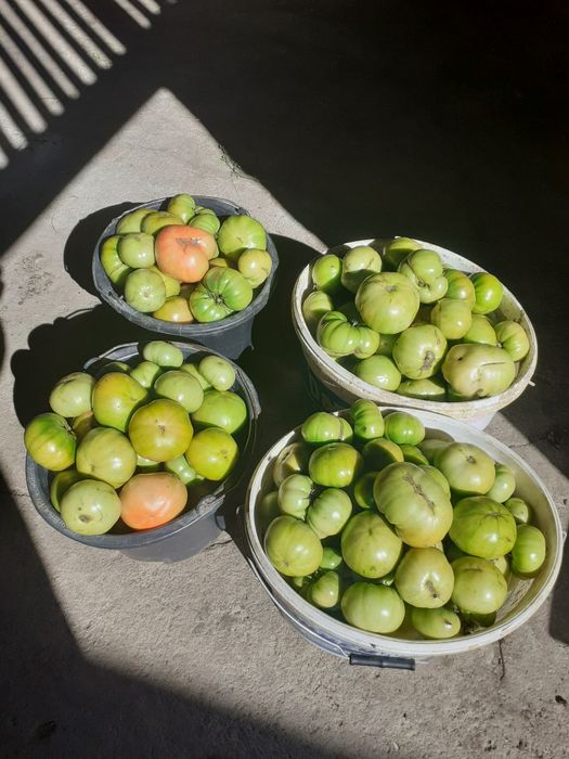 Gogonele in saramura.