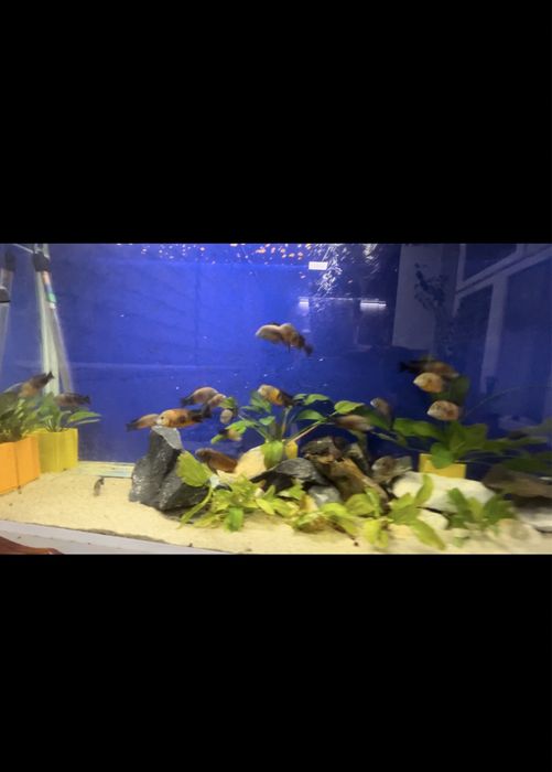 Трофеус бемба (Tropheus moorii bemba)