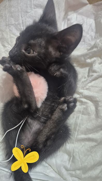 Котята мальчик и девочка