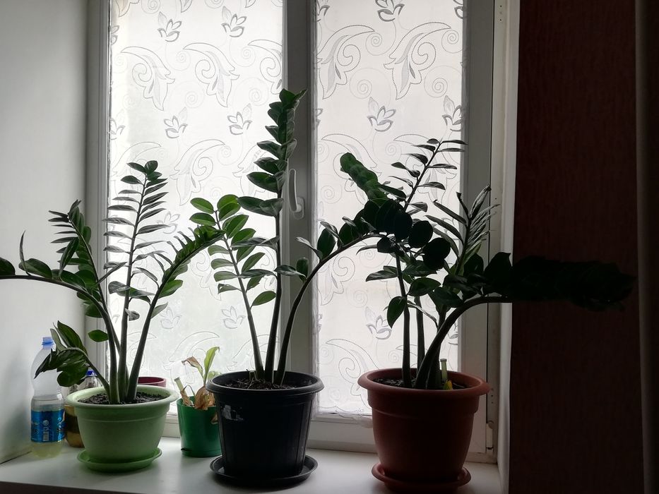 Продам денежное дкрево