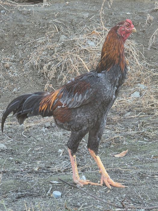 Дакан хуроз сотилади