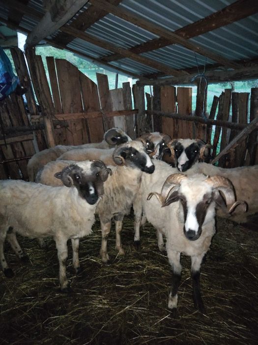 Disponibili 5 berbeci