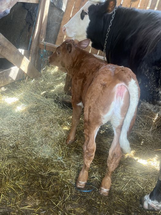 Vand vitica de 2luni jumate