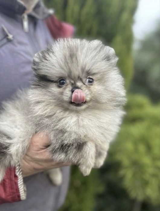 Pomeranian mni 1 kg merle