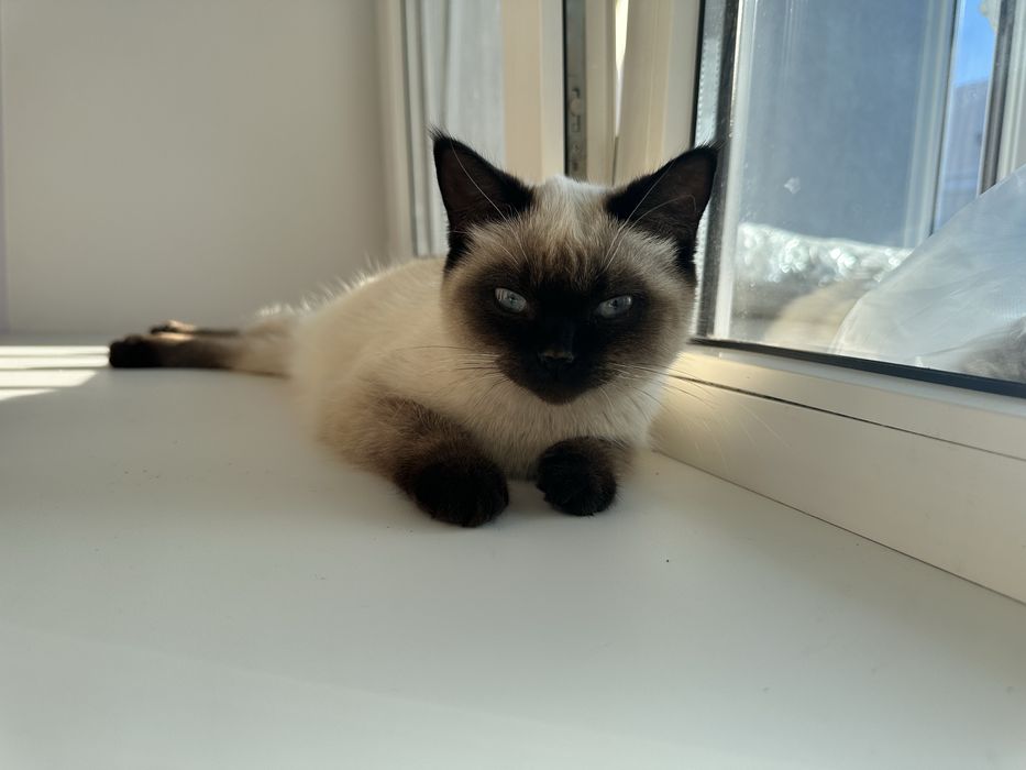 Сиамская кошка!!