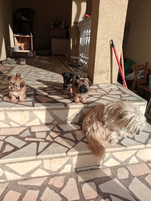 Donez catei pechinezi