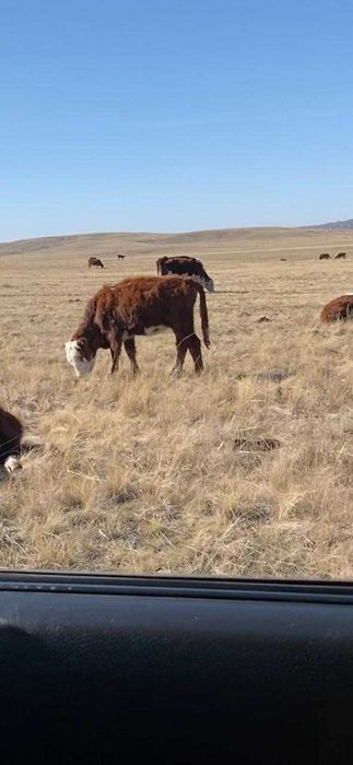 Телята продаются