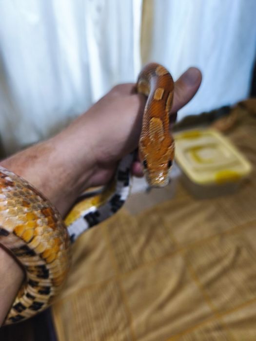 Продам маисового полоза